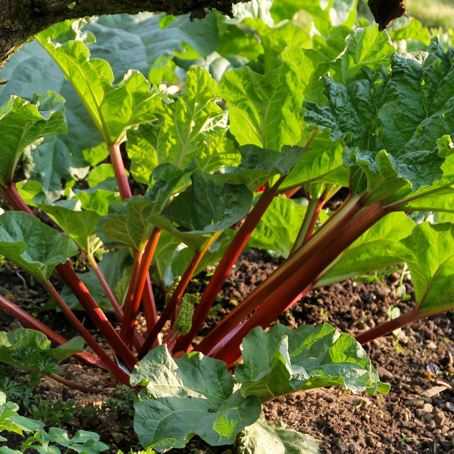 Rabarber 'Framboos rood'